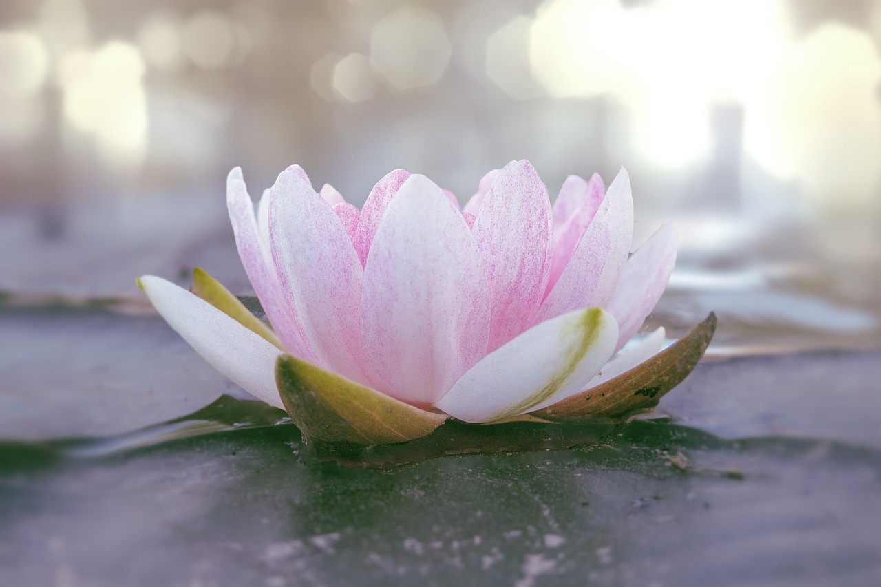 A Holistic Approach to Health - The Philosophy of Life Sciences
